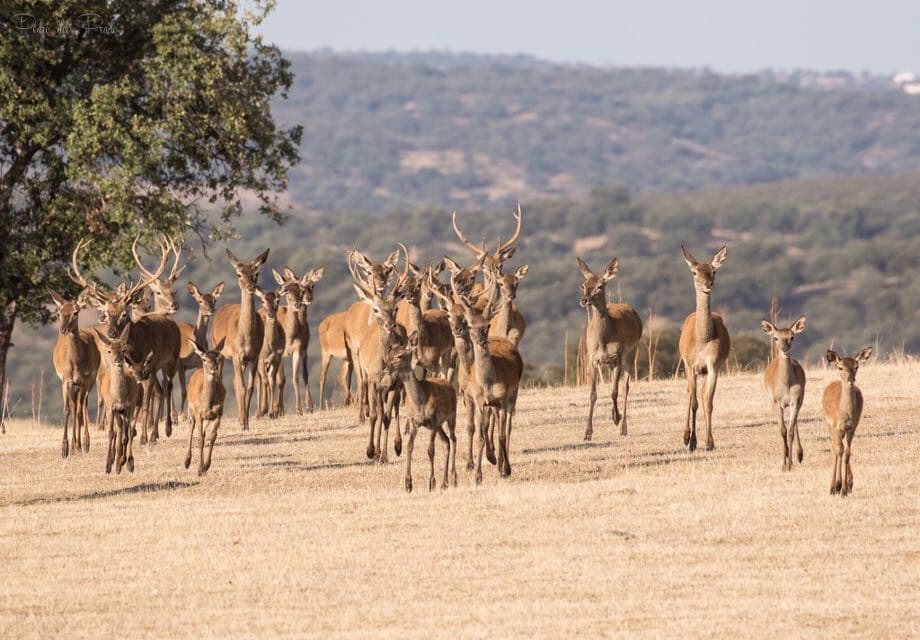 Grupo de ciervos en la dehesa de Finca Sardina