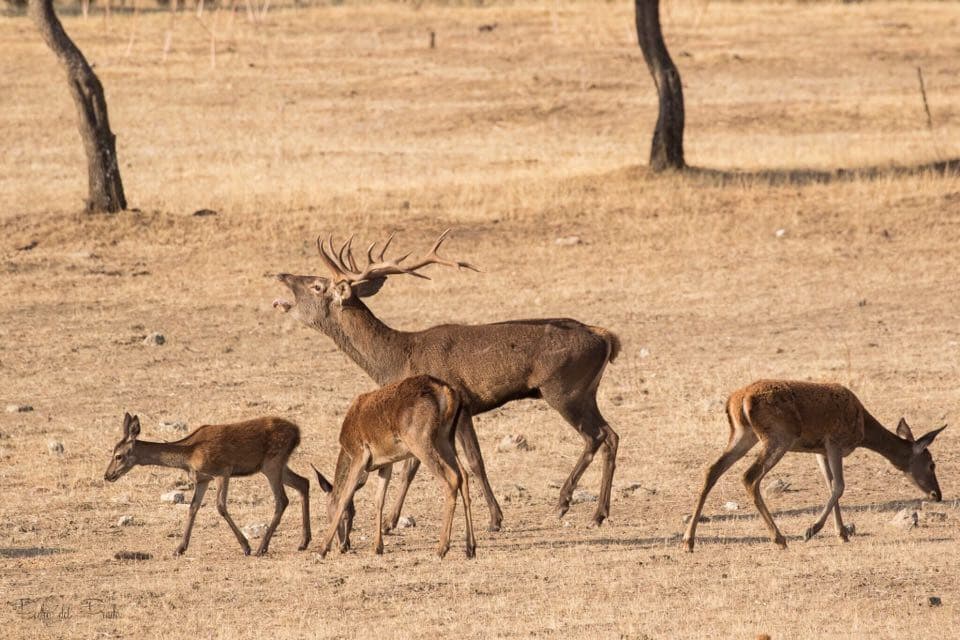 Gamo con crías en la dehesa