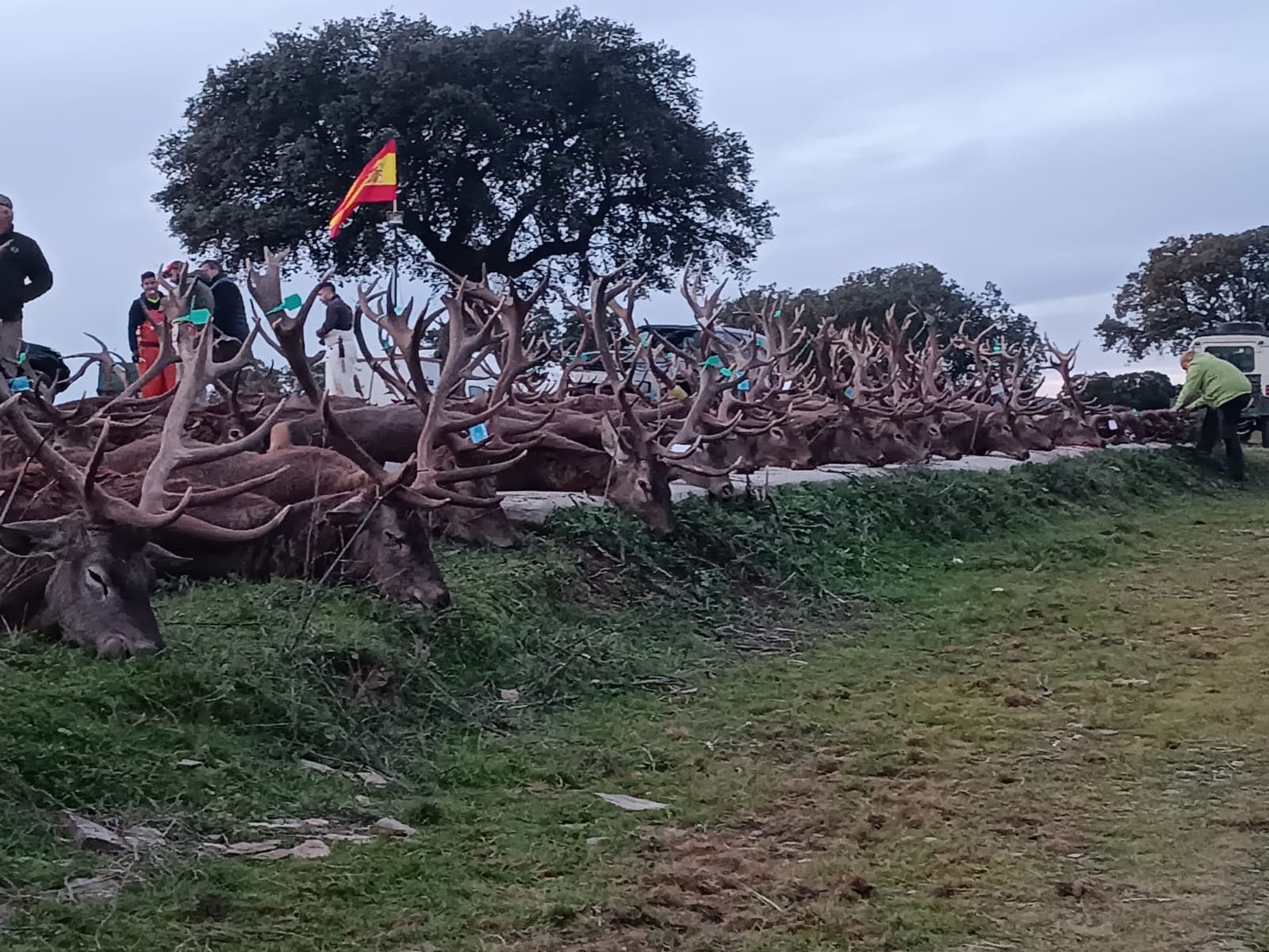 Junta de montería con venados bajo una encina